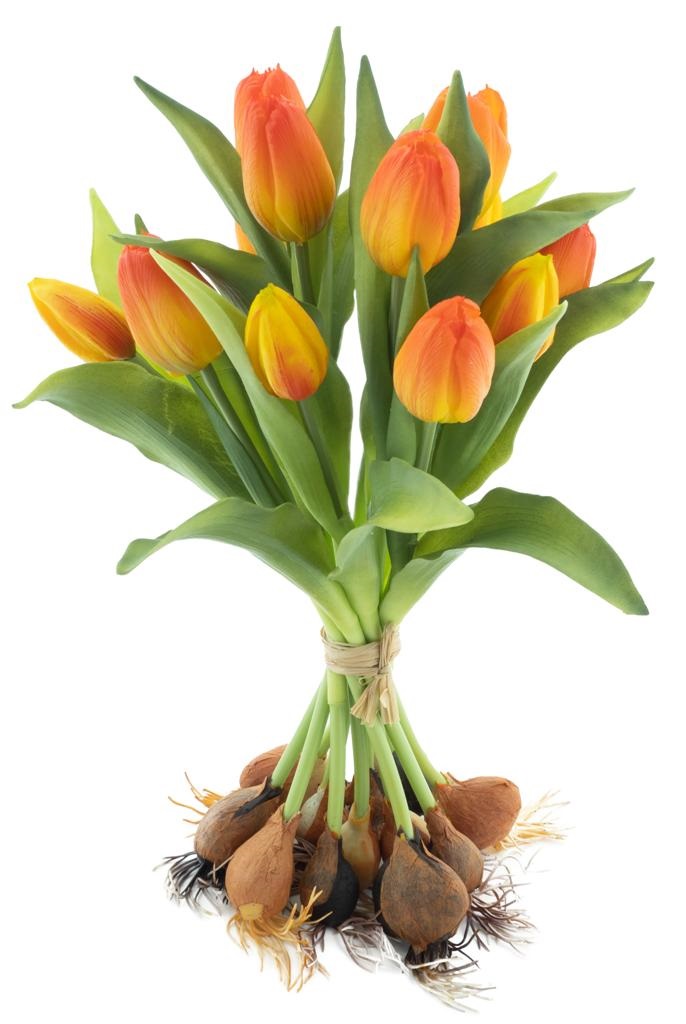 PSO Tulip bundle Sally w/bulb & roots x12 orange 33cm